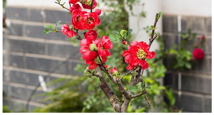 长寿冠海棠盆栽盆景梅花树桩重瓣红花海棠花红梅树苗耐寒耐旱四季开花