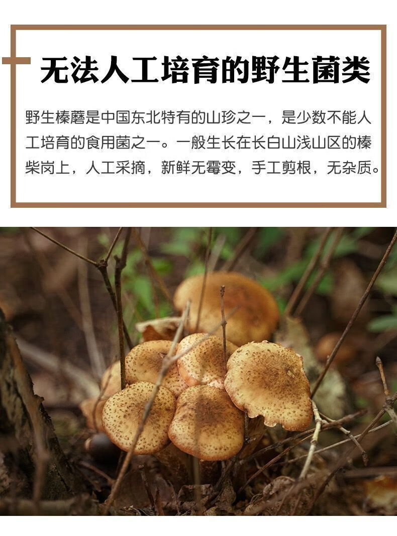 东北榛蘑干货小鸡炖蘑菇榛蘑批发长白山土特产榛蘑菇去根新货东北野生