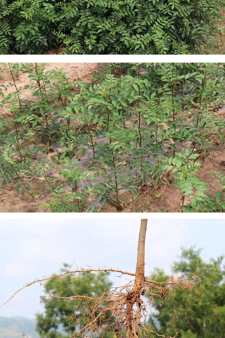 花椒树苗大红袍花椒苗四川麻椒苗盆栽地栽南方北方种植大红袍三年苗80