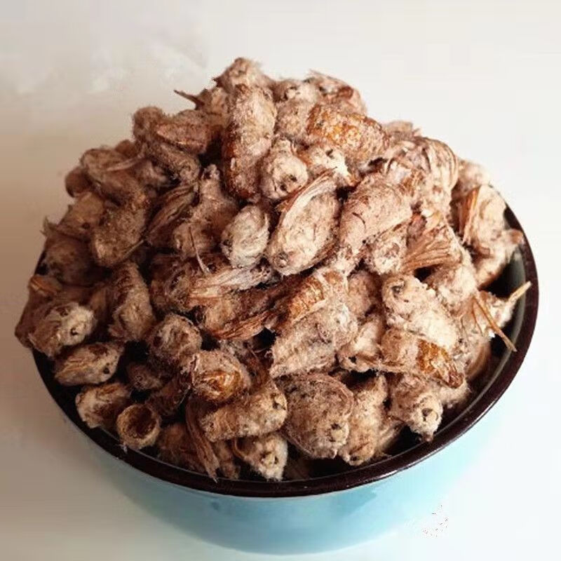 伟博公蚕蛾雄蚕蛾蚕蛾粉东北雄蚕蛾纯雄雄蚕蛾男性蚕蛾未交泡酒同仁