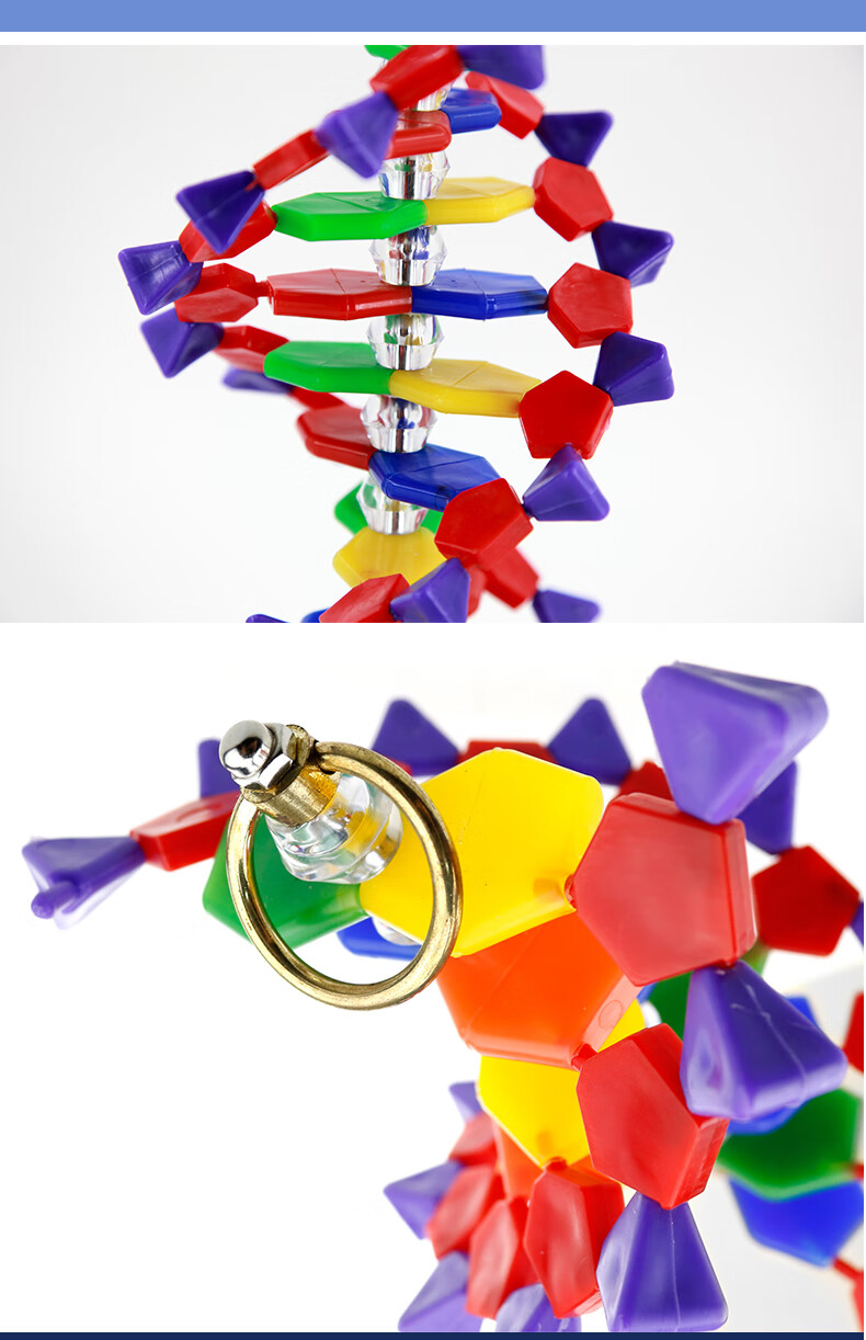 叮咚鹿高中dna雙螺旋結構模型 青華dna模型生物基因鏈球形雙螺旋 蛋白