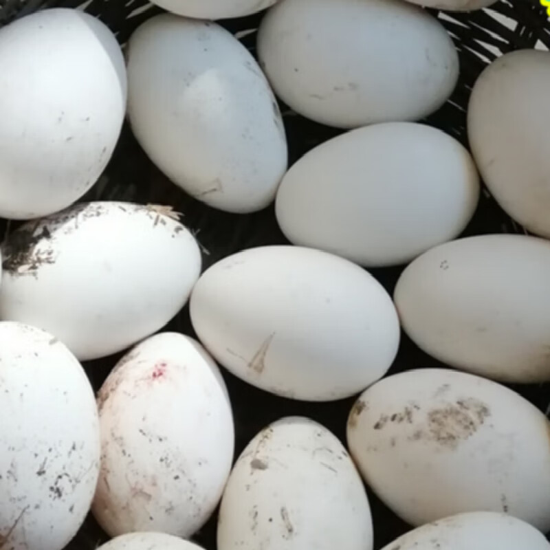 东北农村笨鹅蛋农村散养土鹅蛋农家黑龙江特产大鹅蛋新鲜 6枚【图片