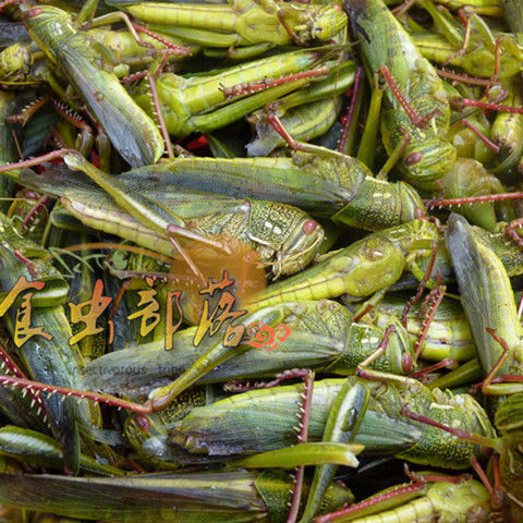 伟博伟博新鲜大蚂蚱棉蝗蚱蜢活体速冻牛蚂蚱蝗虫蹬倒山绿色食用昆虫