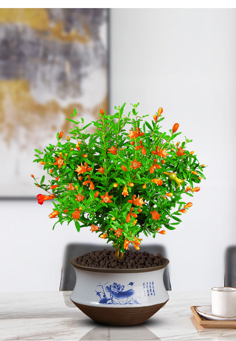 石榴花盆栽四季开花植物室内外庭院植物观赏果树苗可结果花卉植物ff