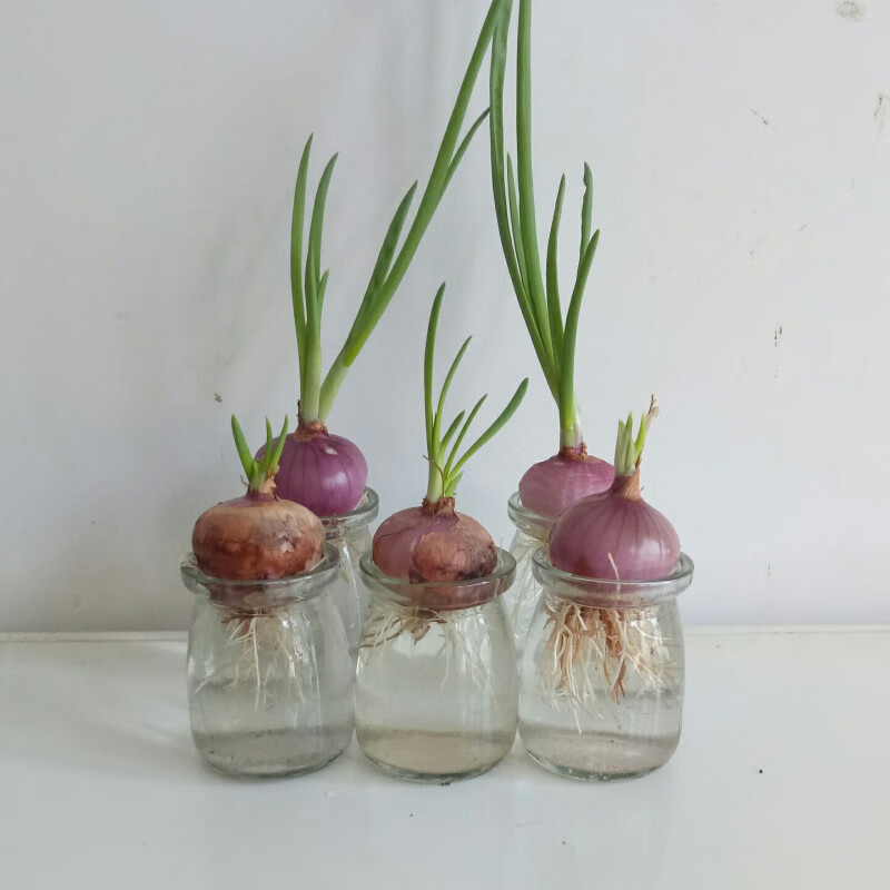 水培迷你小洋葱套装盆栽儿童观察植物生长日记幼儿园植物角蔬菜包 土