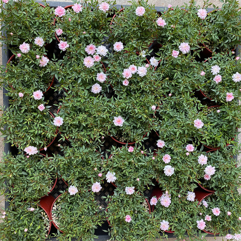 园艺姬月季姬乙女姬超微蔷薇迷你微盆景阳台桌面四季花开盆栽花卉姬