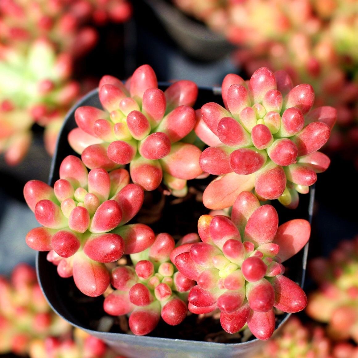 虹之玉多头群生多肉植物虹之玉锦盆栽绿植肉肉多肉虹之玉一颗3厘米