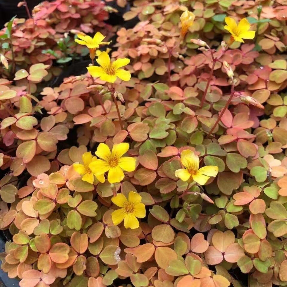 磐阙*磐阙上新熔岩酢浆草多年生小红枫小黑枫两棵一组盆非常漂亮的观