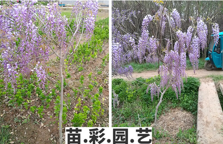 苗彩園藝 紫藤花樹苗盆栽紫藤苗紫藤蘿花樹苗豐花紫藤日本多花紫藤