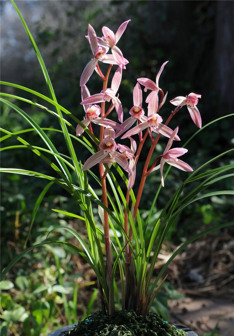 当年开花阳台客厅花卉云南莲瓣兰【映山红】浓香花卉园艺盆景 自然老