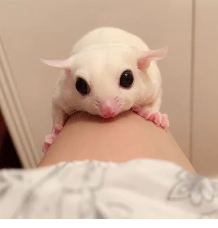 宠物蜜袋鼯活体幼崽密袋鼠蜜袋鼬活物纯白马赛克手养玩家滑翔会飞 50