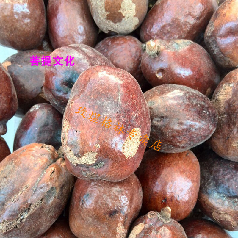 金灯菩提原籽 释迦菩提 佛心果菩提 空心灯 金灯菩提大果新果半斤4个