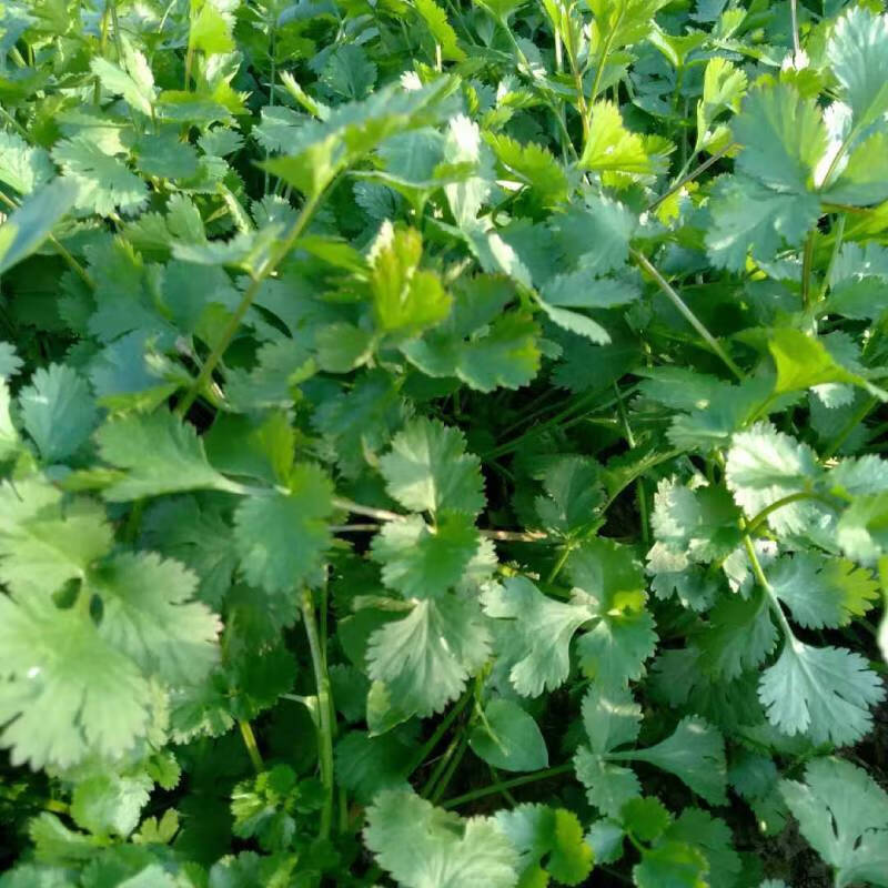 湖北农家自种新鲜小叶香菜露天种植芫荽秋冬火锅蔬菜现摘调味食材