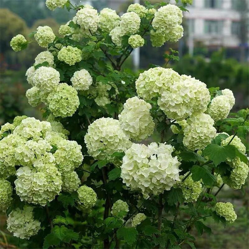 中华木绣球大花斗球丛生白麻球木本绣球树室内外庭院盆栽地栽耐寒花卉