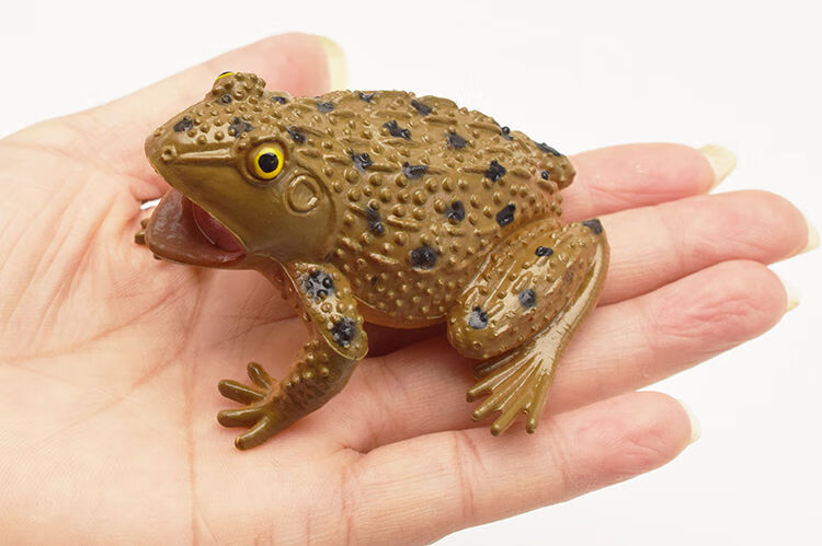 仿真青蛙模型捏捏叫动物玩具假癞蛤蟆蟾蜍道具五毒吓人整蛊爬行类