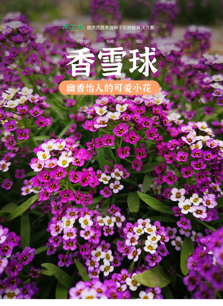 种子四季播蜜源植物花期长芳香花种籽阳台 香雪球(白色)1g原装【图片