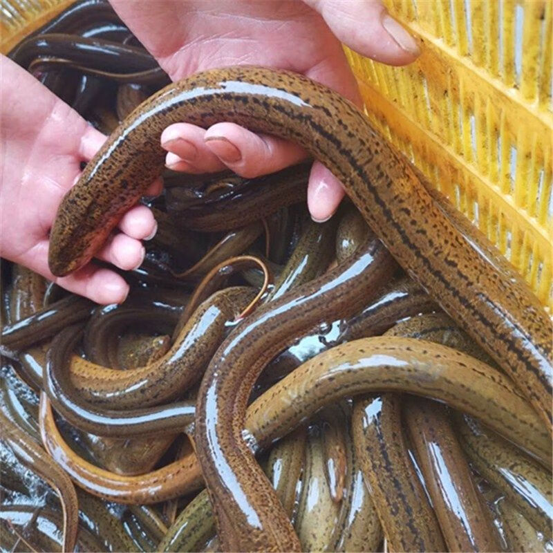 荣郁鳝鱼苗 鲜活黄鳝苗长鱼苗小黄鳝泥鳅淡水养殖鳝鱼幼苗一斤包 鳝