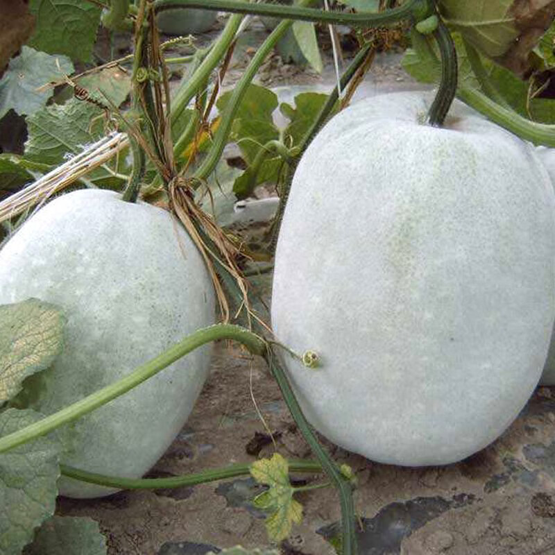 特大粉皮冬瓜种子果皮白绿色农家四季东瓜巨型蔬菜孑盆栽蔬菜种子