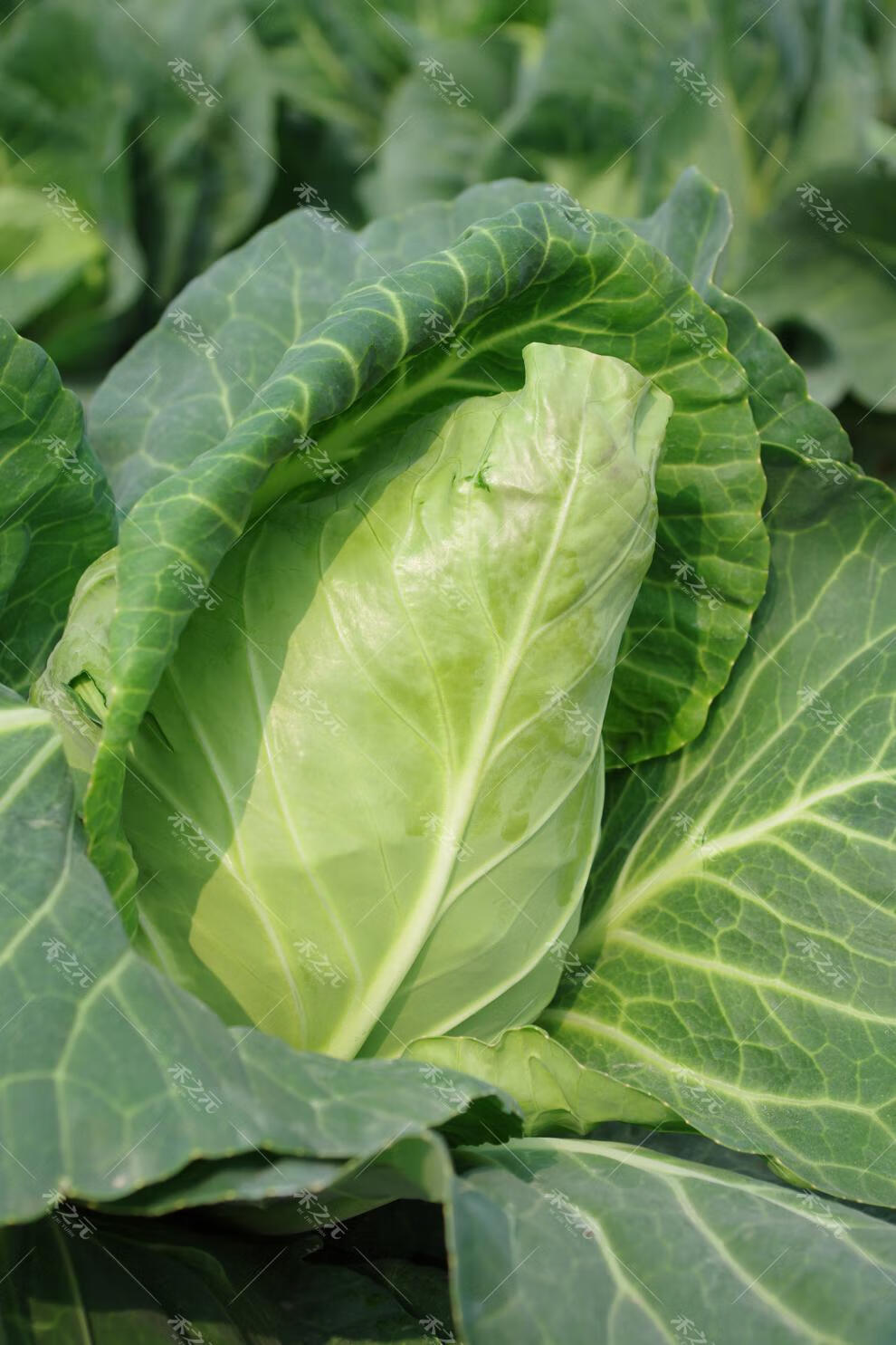 丰甘兰春秋包菜夏秋四季绿蔬菜种孑苗 申丰6号牛心甘蓝10g原装【图片