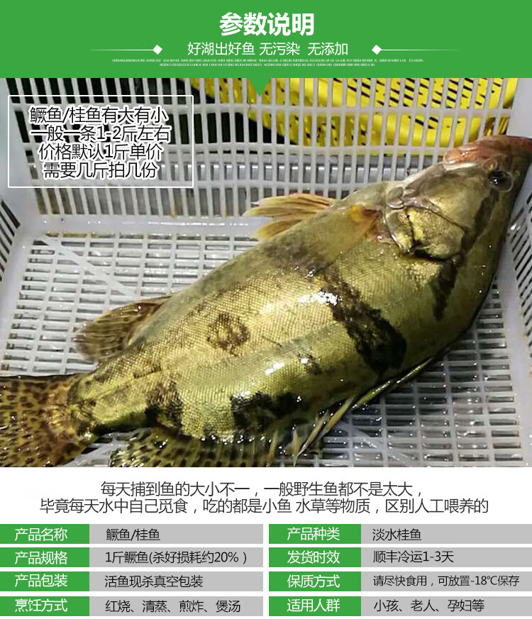 lism淡水鱼生态桂鱼/鳜鱼/鳌花鱼/桂花鱼/季花鱼 自然长现捕鲜活现杀
