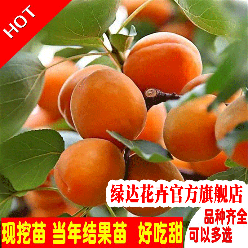 绿达花卉杏树苗嫁接树苗早春香杏子苗新品种水果树苗丰园红杏子树苗