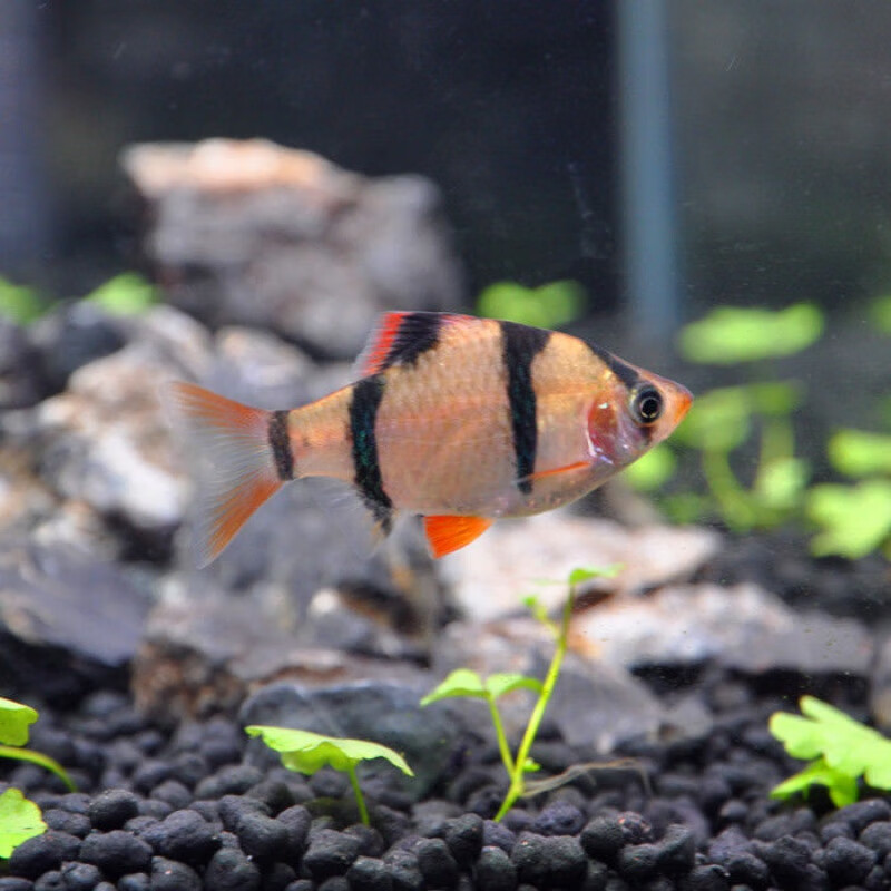 【京东推荐】小型热带观赏鱼虎皮鱼鱼苗绿蓝金长尾虎皮草缸鱼群游活鱼