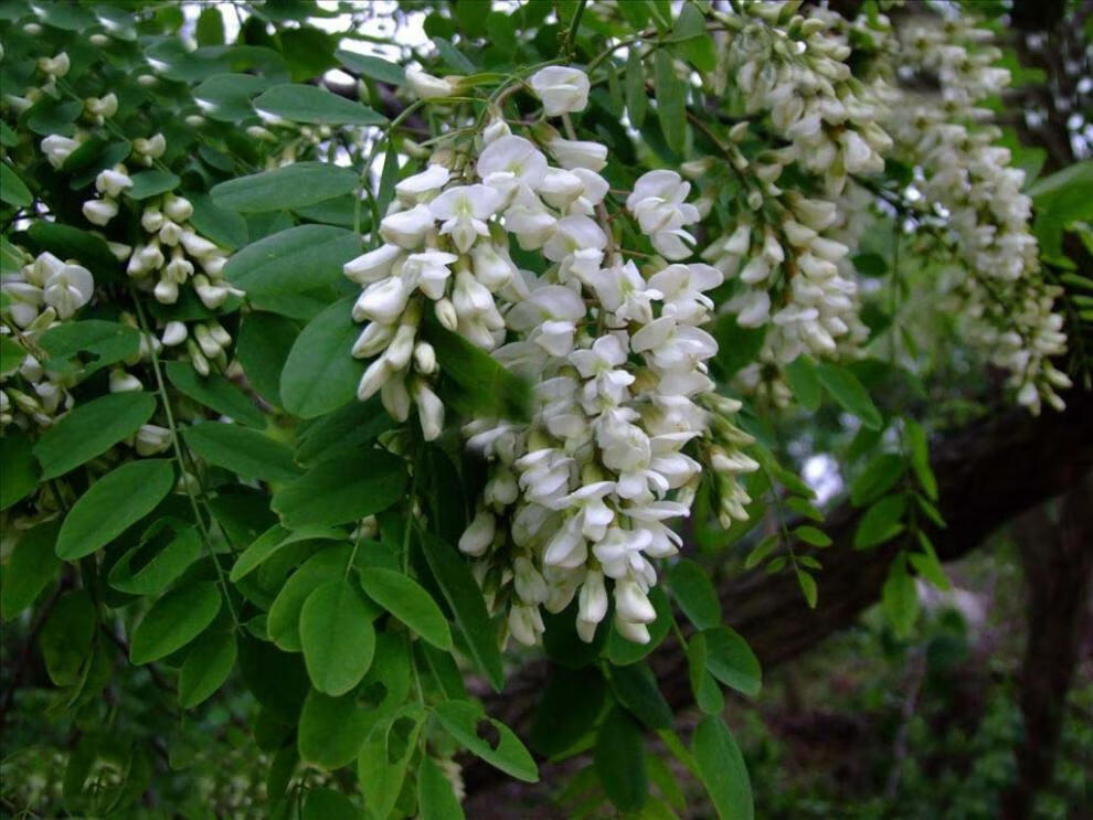 槐树苗洋槐树苗槐花树苗刺槐绿化国槐树苗刺槐树苗 食用洋槐花当年