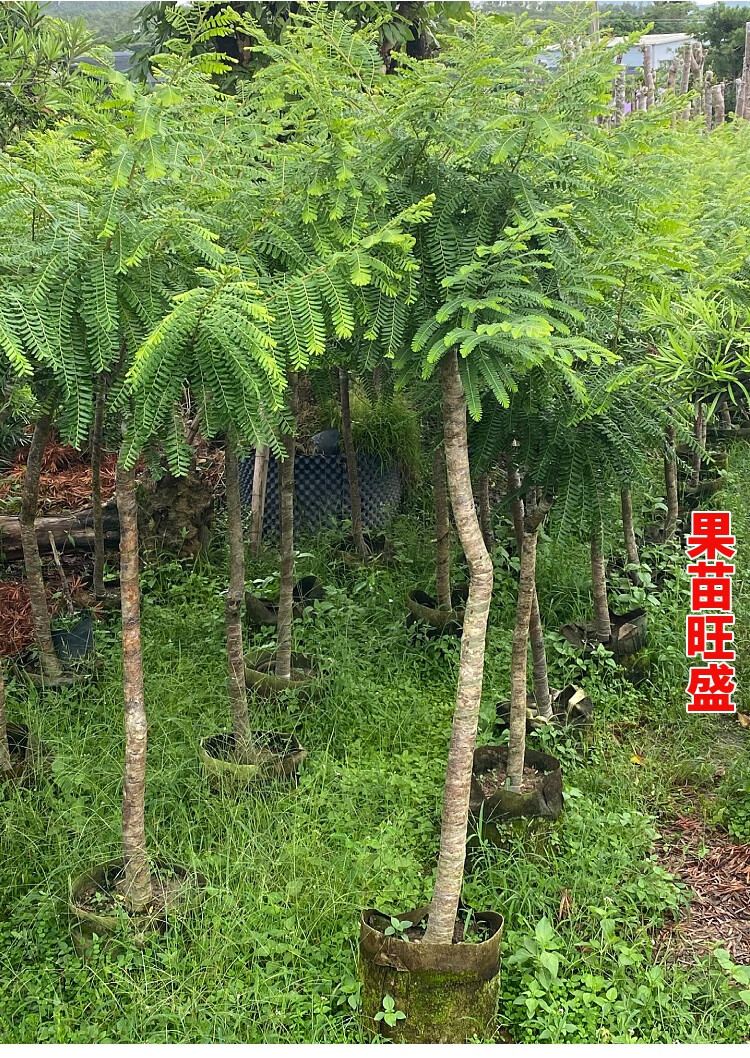 文静花坊 油甘果苗 潮汕嫁接崩坎狮头甜种油甘苗 柿饼甜油甘果树苗