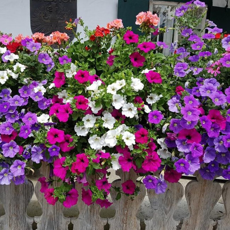 矮牵牛种子庭院花卉花籽盆栽阳台开花室内外波斯菊太阳花花种四季qcdd