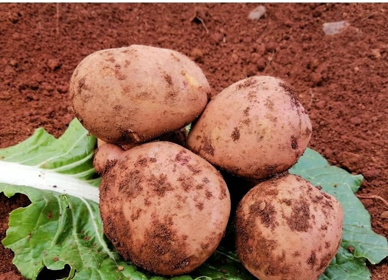 云南新鲜现挖红皮土豆黄心土豆大洋芋马铃薯老品种农家自种优选5斤装