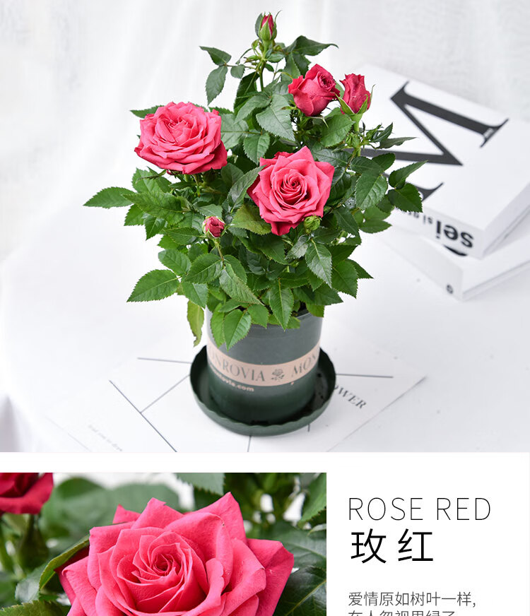 玫瑰四季开花带盆栽好观花植物室内阳台庭院花卉绿植一代佳人8棵带