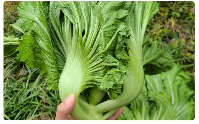 fghgh 芥菜 新鲜大叶青 青菜 腌制酸菜泡菜 农家蔬菜 5斤【图片 价格