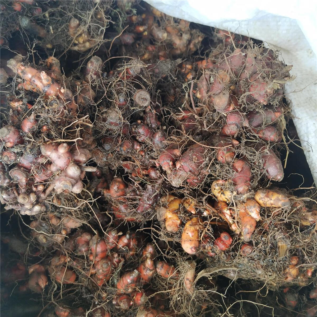 有仁堂贵州花蝴蝶根500克 中草药赤胫散新鲜花脸荞鸡脚拐枣七【嘉万