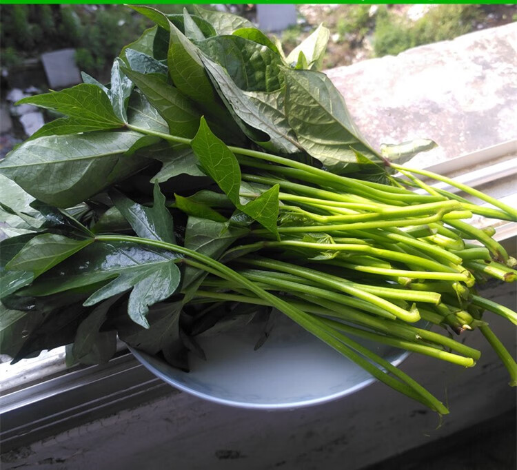 轻恋 新鲜番薯叶 农家种植番薯叶食用菜 3斤【图片 价格 品牌 报价】