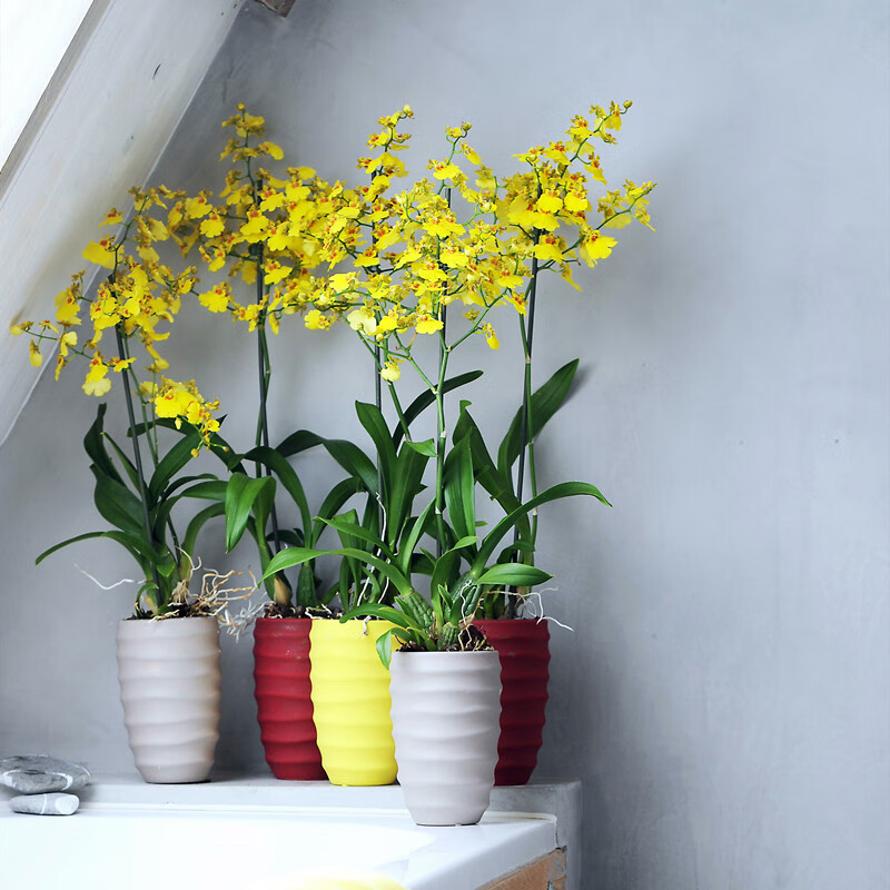 兰花庭院发货洋兰跳舞兰文心兰室内办公室观景盆栽花卉好养活防下架