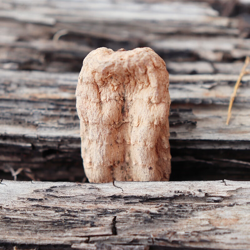 香格里拉天麻200克林芝天麻原始森林非昭通云南特产