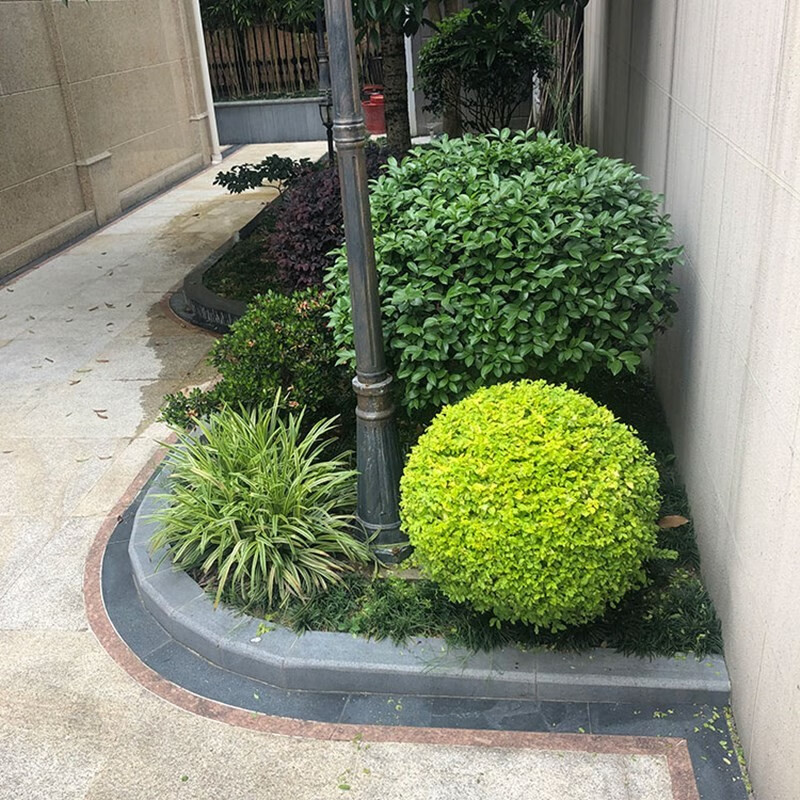 亮晶女贞造型树 亮晶女贞球 庭院绿化植物 棒棒糖植物篱笆苗四季长青