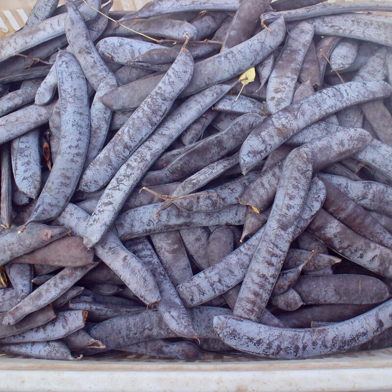 长皂角圆皂角天然洗发1斤皂夹大干果皂荚皂角一斤