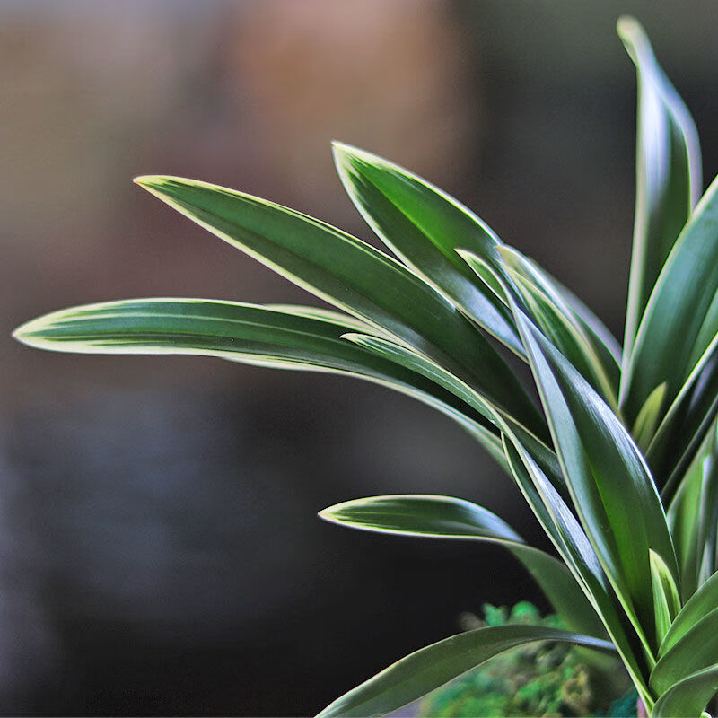 浓香型中国龙金边矮种兰花苗名贵浓香型室内盆栽兰花中国龙4苗