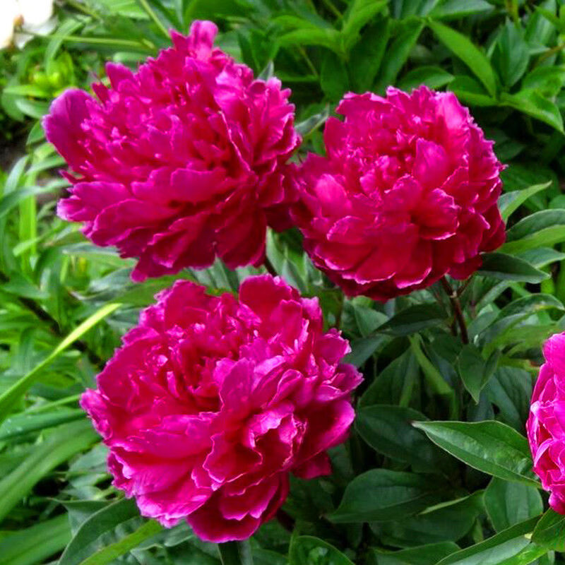 芍药裸根苗国产大富贵种生粉虹越多年生宿根庭院花园耐寒花苗dw 种