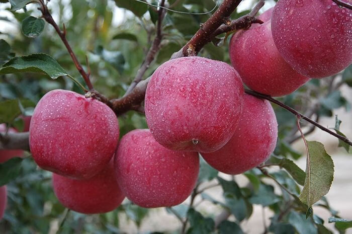 烟台富士全红苹果一级果二十斤普通箱装栖霞果园发货直销85果20斤装箱