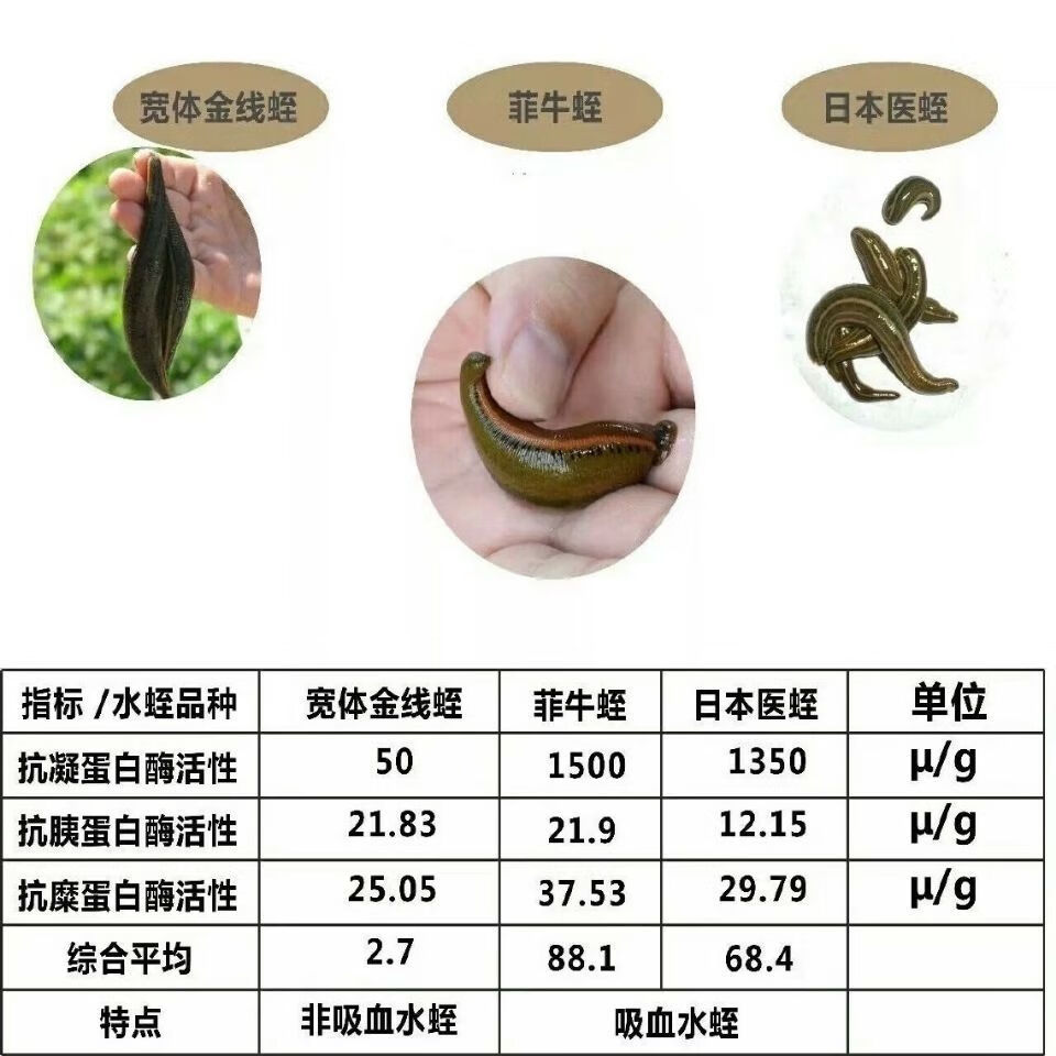 偉博水蛭提取物螞蟥濃縮粉末水蛭素水溶免煎原料非菲100g瓶散裝新貨