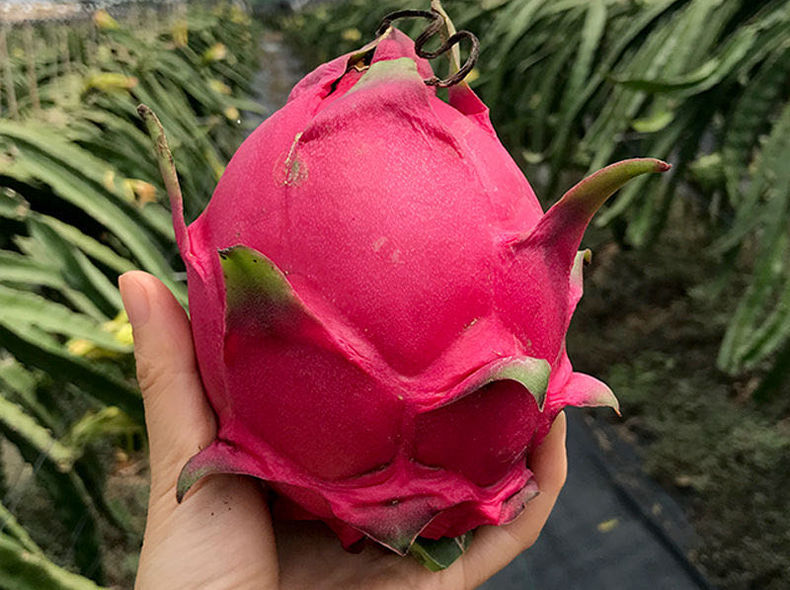 精选生鲜超甜红心火龙果新鲜应季当季热带红肉蜜宝水果5斤批发5斤大果