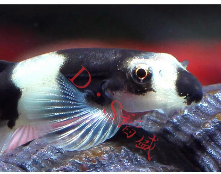 熊猫鳅 黑白鳅热带观赏鱼草缸工具鱼 观赏虾缸可混养的小型除涡虫 方