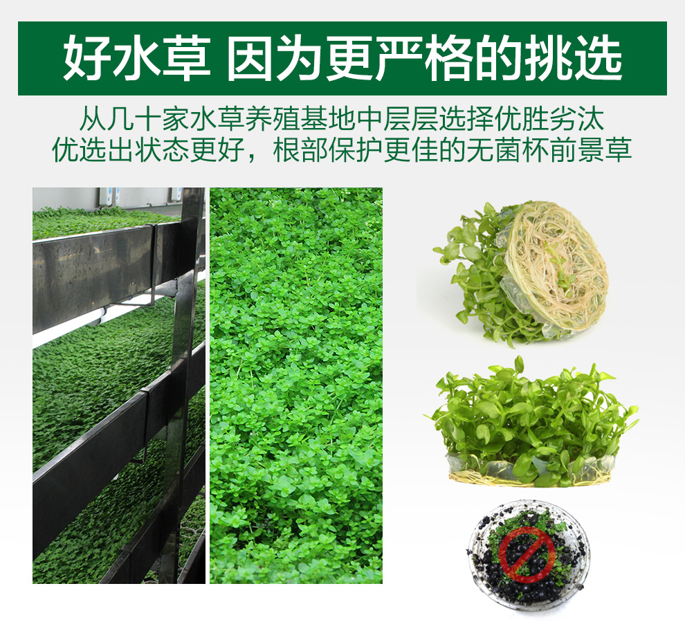 疯狂石头鱼缸水草造景活体水草种子水榕牛毛草水藻迷你爬地矮珍珠活体套餐前景水草 无菌杯前景草 爬地珍珠 图片价格品牌报价 京东