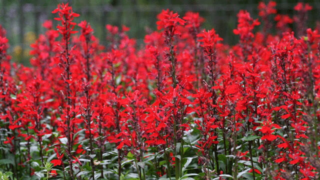 一串紅種子 矮串紅 紅花鼠尾草種子 炮仗花 園林景觀花卉種子 高串紅