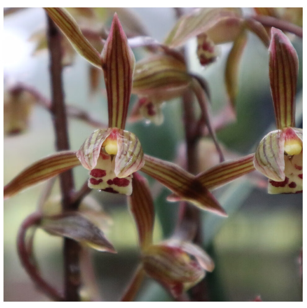 乐乐兰业 墨兰报岁兰 银玉 兰花草高档花卉花高出架现带花苞出售花卉