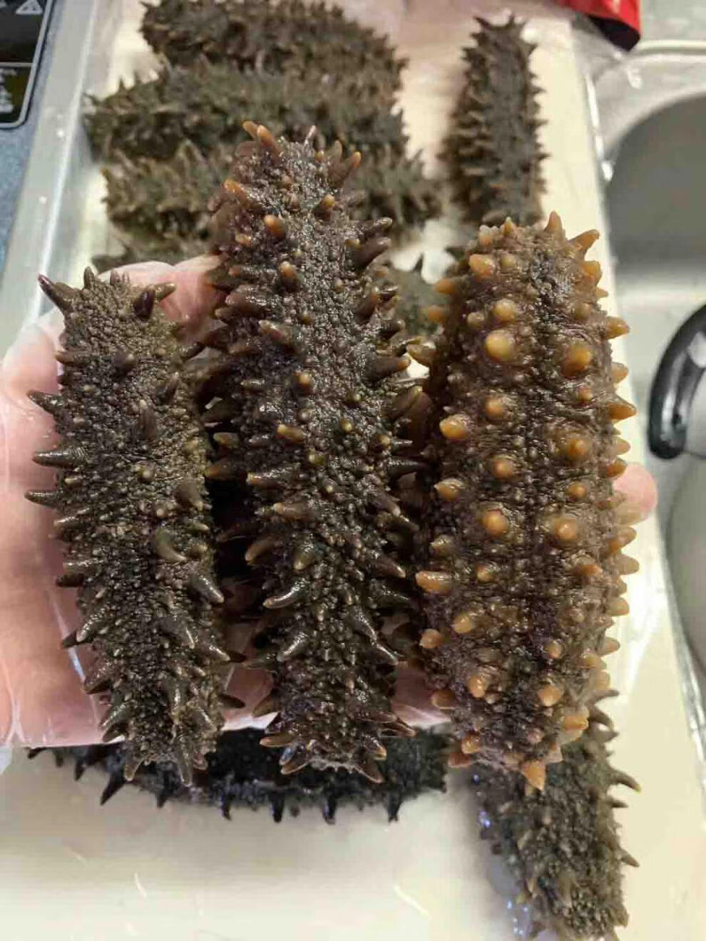 关东参北海道海参六排刺纯淡干关东海参北海道红参干货弭黎500g优选