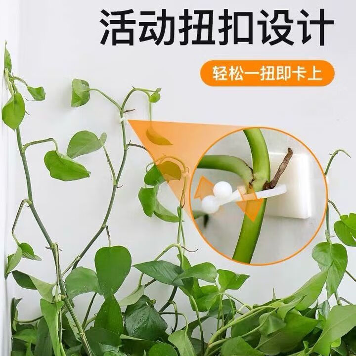 60君闵绿萝夹扣绿萝爬墙神器固定器无痕墙上挂钩自粘攀爬藤贴绿箩夹