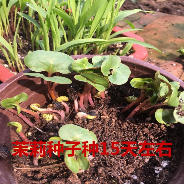 妞妞草花種子紫茉莉花卉種子胭脂花粉豆花狀元花花種籽易活易種茉莉花